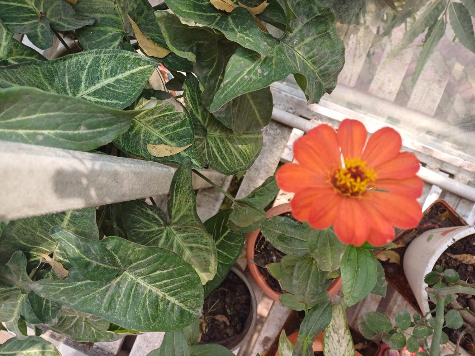 2Bhk Chandra Jyoti Villa Nit Garden Nagpur Exterior foto